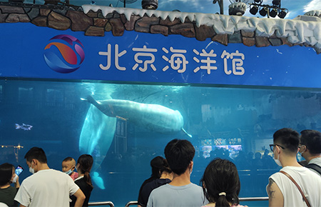 我司助力北京海洋館數(shù)字化運(yùn)維
